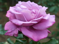 ムーンシャドー