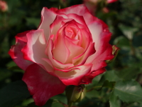 ジュビレデュプリンスドゥモナコ